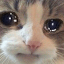 :catcry_j: