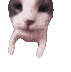 :kot_kiss: