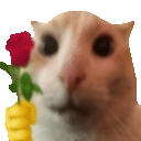 :kot_rose: