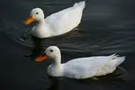 duck.jpg