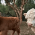 81qxt6oymrc.webm