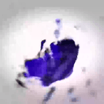 1742434301558031.webm