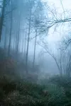 murky-misty-forest-basque-country-600nw-1937156677.jpg