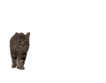 s7l346xyrss.gif
