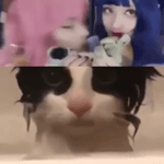 ferys4y9mj.webm