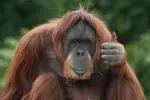 070802_orangutan_hmed_10a.webp