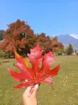 Pahalgam-in-Autumn.webp