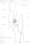 Oxford-vs.-Derby-Shoe-Anatomy-Explaind.jpg Oxford-vs.-Derby-Shoe-Anatomy-Explaind.jpg