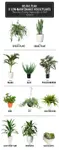 plants.jpg plants.jpg