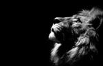 lion wants to rape.jpg
