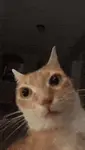 lmkpv8aqdok.gif