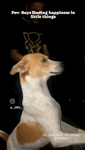 dogbirthday.mp4