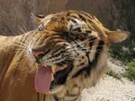 Tiger.jpg Tiger.jpg