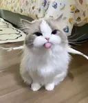 brquk77wluk.jpg brquk77wluk.jpg