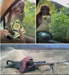 Monkey_on_quran.jpg Monkey_on_quran.jpg