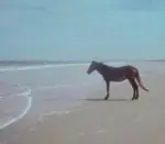 enhyzq4miq4.jpeg