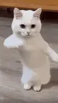 l0hx3odb1f.gif