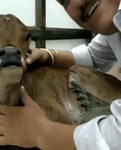 indiancow1.mp4
