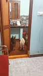 indiancow2.mp4