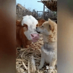 dogiechil.mp4
