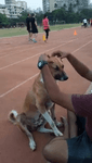 indiandog4.mp4