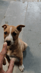 DogFrend2.mp4