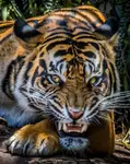 Look of an Angry Tiger.jpg