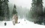 17440445138728020482514115783173.jpg