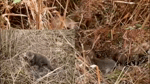 kuno cheetah project cubs 5.mp4
