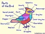Bird_Anatomy_(1).gif