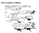 Evolution_of_Birds.jpg