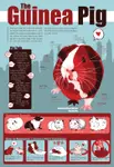 Guinea_Pigs.jpg