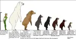 How-Tall-is-a-Polar-Bear-Standing-Up-compared-to-other-bears-and-human.jpg