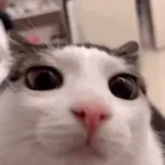 1696562626684579.gif